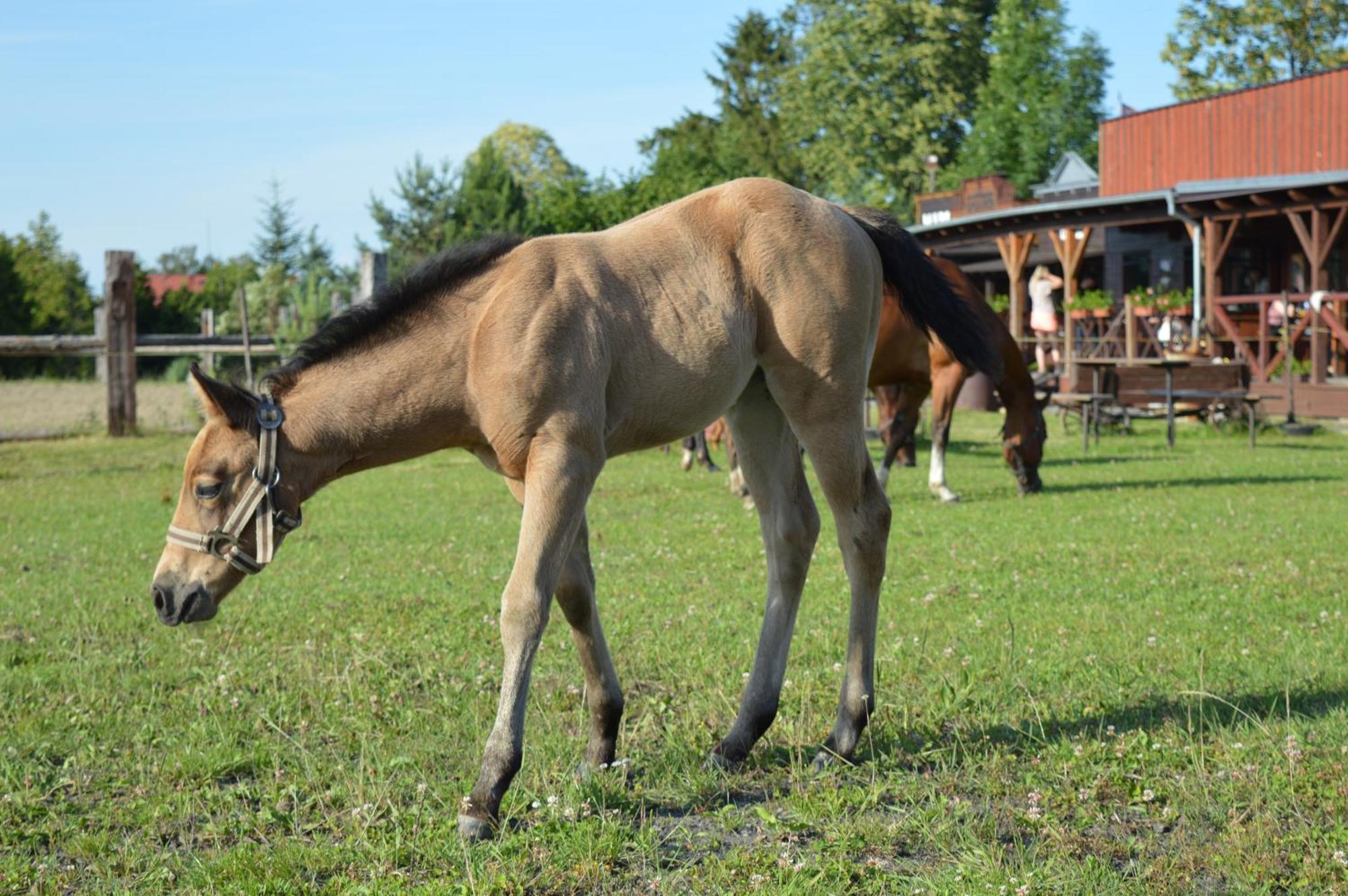 Bubla City Ranch Копршивнице Экстерьер фото